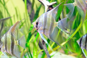 4. Angelfish łączy się w pary na całe życie w niewoli