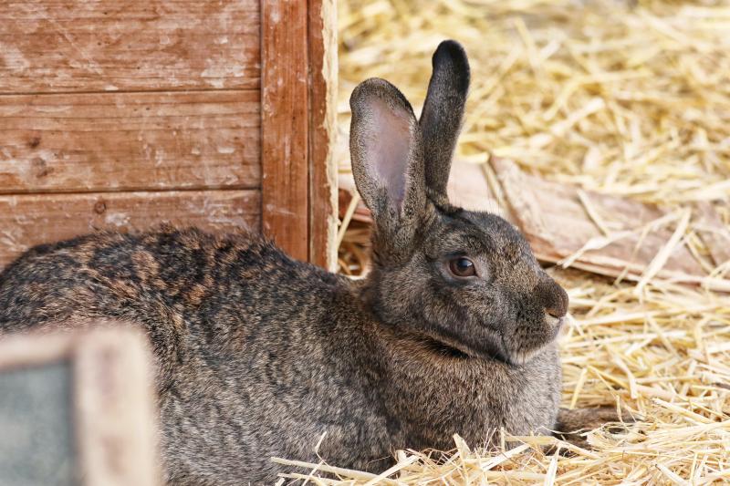 5 Alternatyw dla ściółki dla królików, które można znaleźć w domu (ze zdjęciami)
