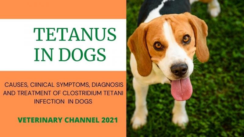 Tężec u psów: przyczyny, objawy i leczenie