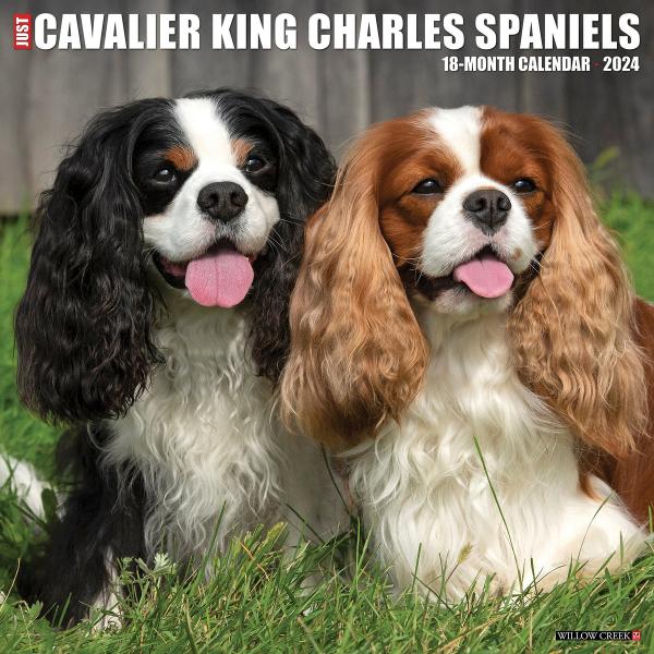 Ile kosztuje miesięczne utrzymanie Cavalier King Charles Spaniela?