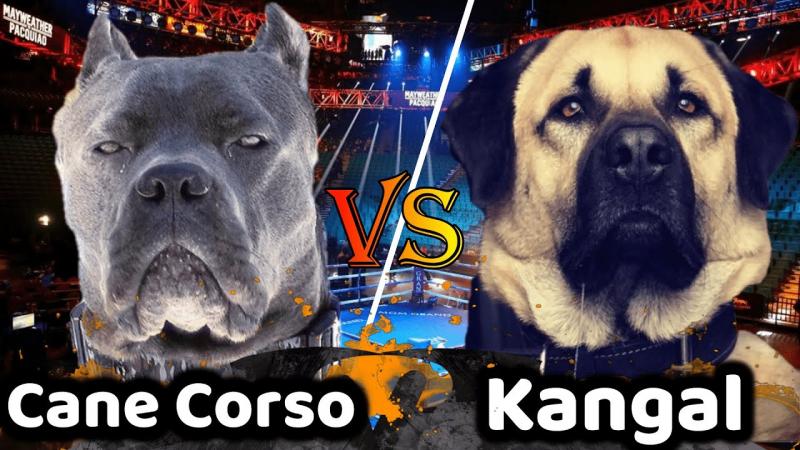 Cane Corso vs Kangal: różnice (ze zdjęciami)