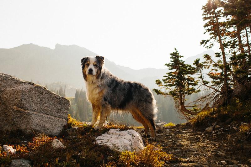 5. Border Collie