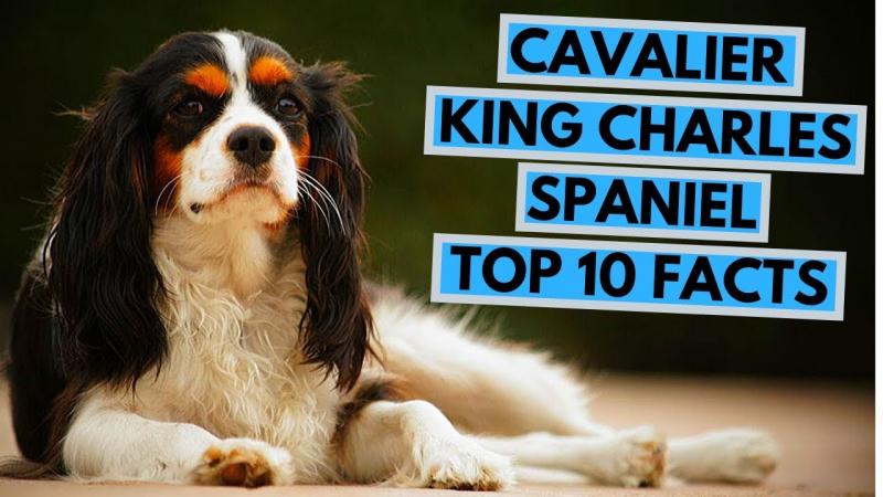 11. Cavalier King Charles Spaniel sprawdza się jako pies terapeutyczny