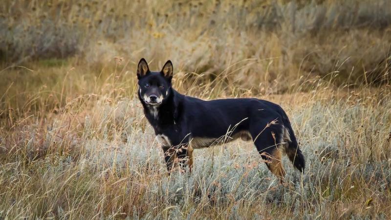 Dingo kontra pies: Główne różnice (ze zdjęciami)