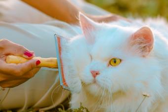 Jak pielęgnować kota perskiego: 7 wskazówek ułatwiających pielęgnację