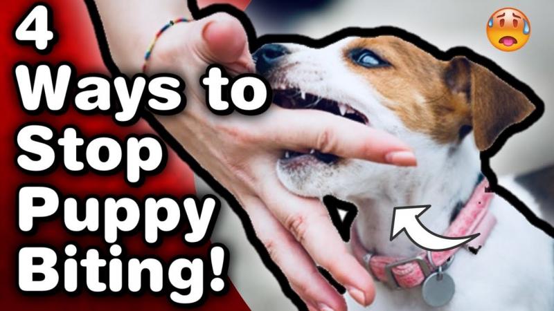 8 wskazówek, jak wytresować szczeniaka pitbulla, by nie gryzł