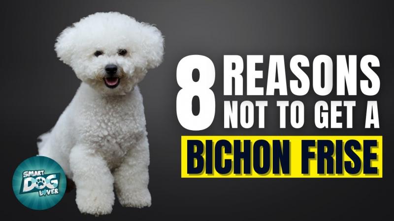 7. Bichon lubi ludzi