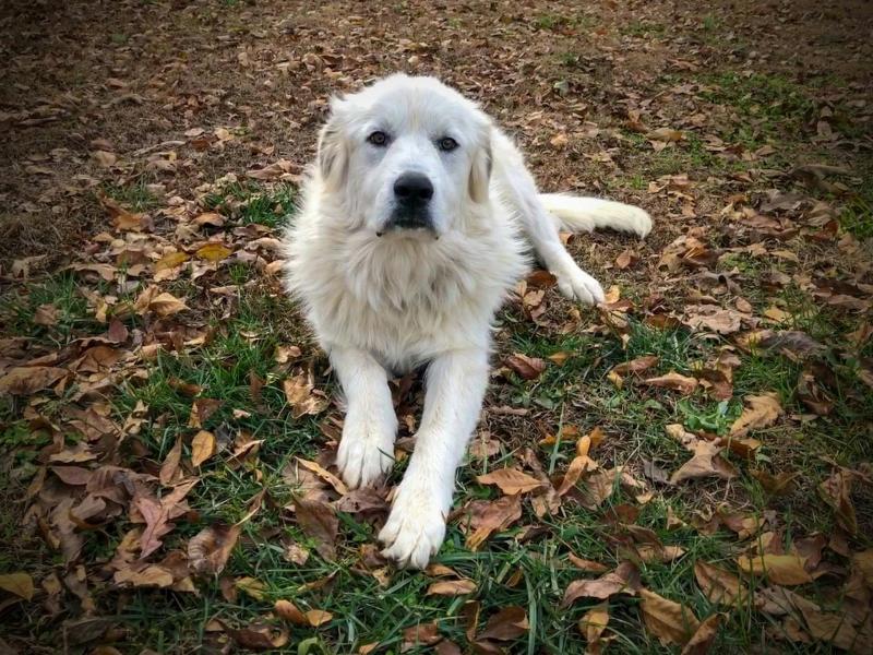 2. Kuvasz