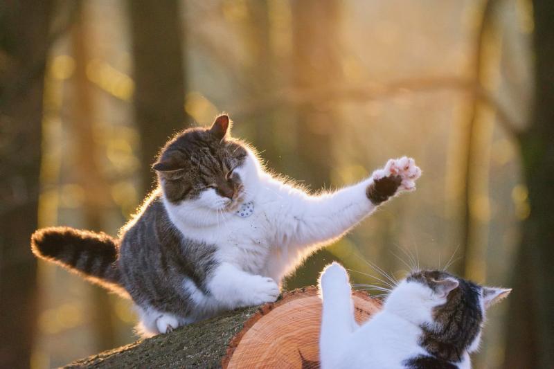 7 wskazówek, jak wprowadzić dwa koty, gdy jeden jest agresywny