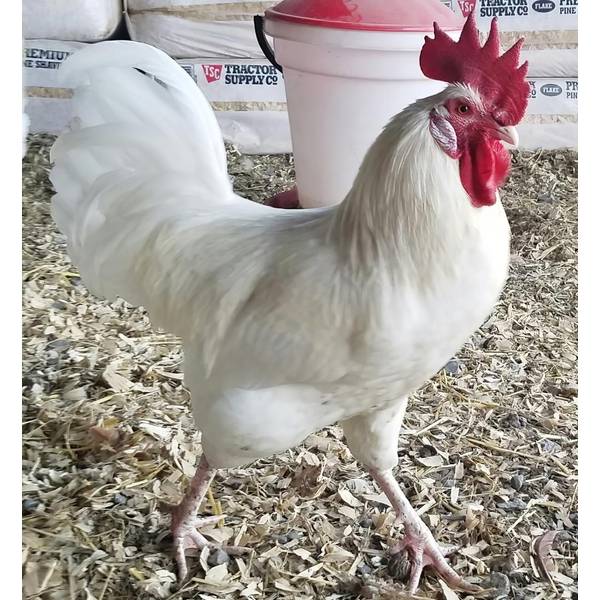Charakterystyka kurczaka białego Austra
