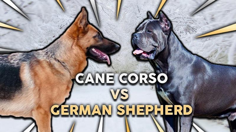 Cane Corso vs owczarek niemiecki: Kluczowe różnice (ze zdjęciami)
