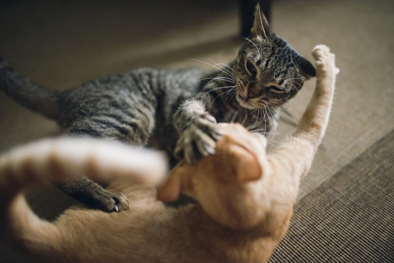 Jak stwierdzić, czy koty bawią się czy walczą: 3 sposoby