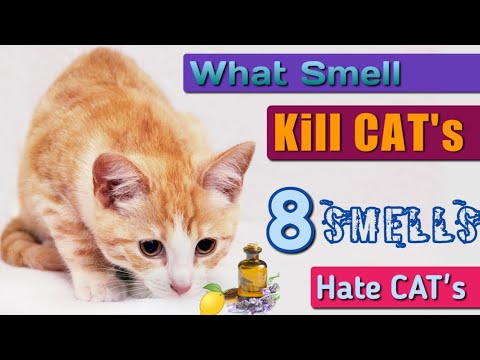 Zapachy, których koty nienawidzą: 7 opcji odstraszania