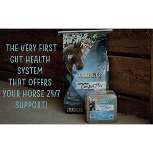 Jak poznać dokładne potrzeby swojego konia?