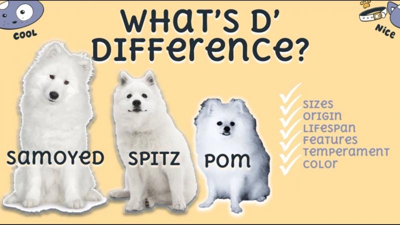 Szpic japoński vs Pomeranian: Kluczowe różnice (ze zdjęciami)