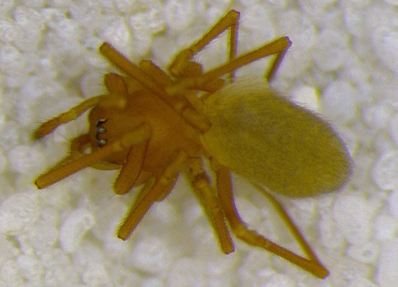 11 gatunków pająków występujących w stanie Indiana