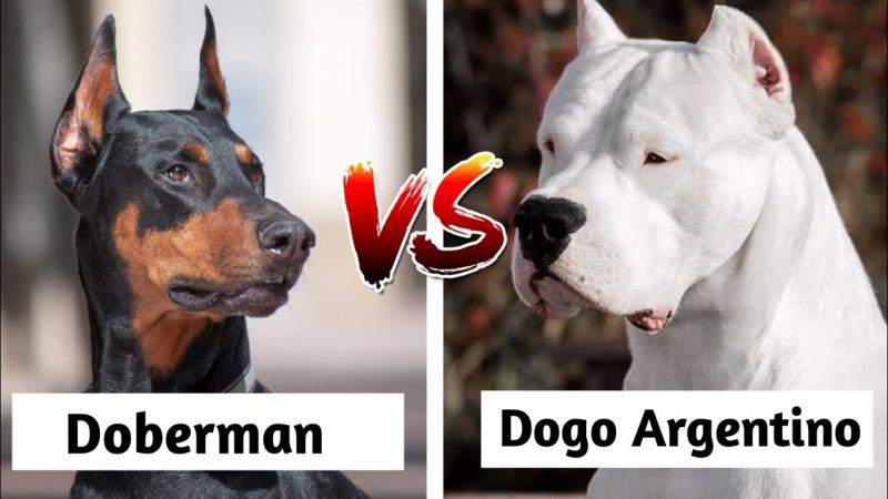 Dogo Argentino vs Doberman: różnice (ze zdjęciami)