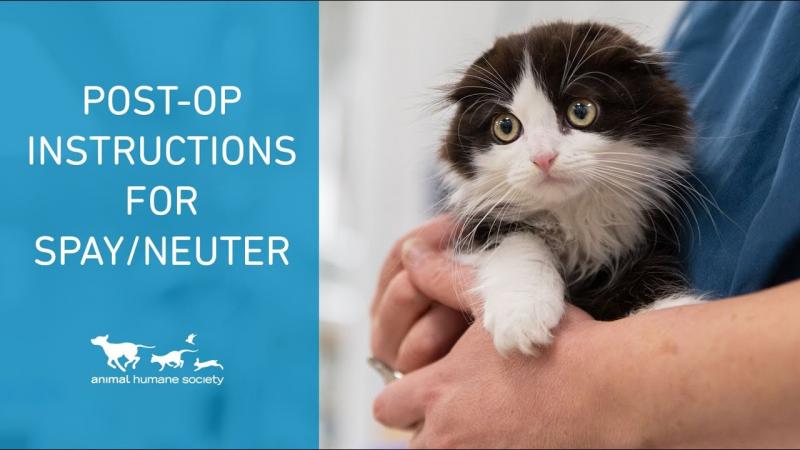 Jak dbać o kota po kastracji: 10 wskazówek zatwierdzonych przez weterynarza