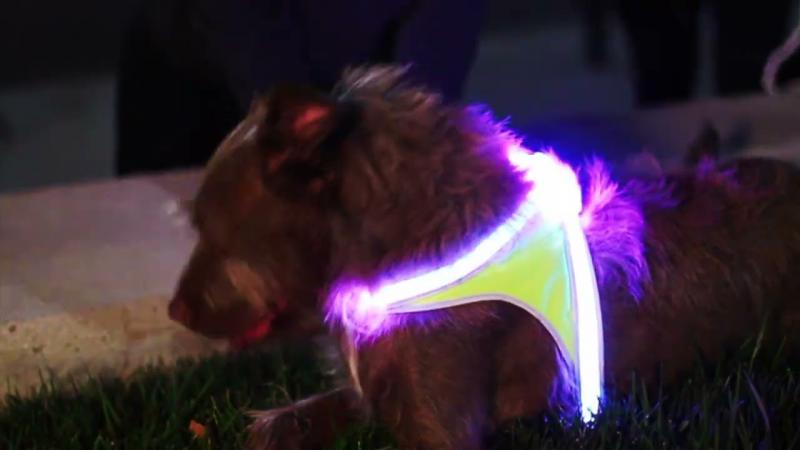 Nasze doświadczenie z uprzężą dla psa Noxgear LightHound LED