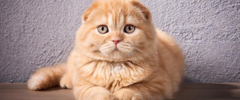 Temperament i inteligencja kota szkockiego fold munchkin