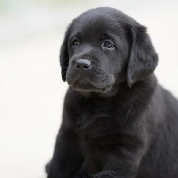 6. Loblolly Labrador Retrievers