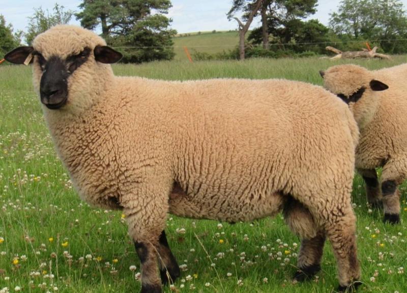 6. Owce Dorset