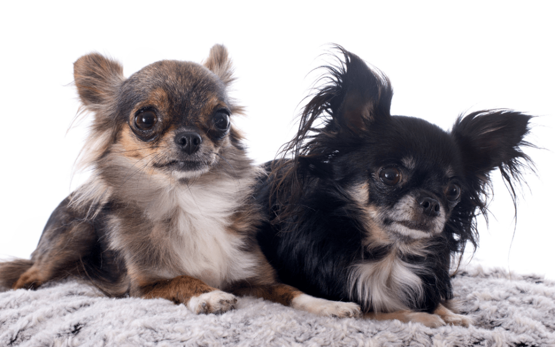 5. Chihuahua są bojaźliwe