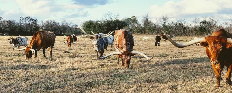 Populacja/rozmieszczenie/siedlisko kóz długorogich w Teksasie