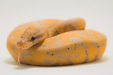 Banana Ball Python Morph: Fakty, informacje i przewodnik pielęgnacji (ze zdjęciami)