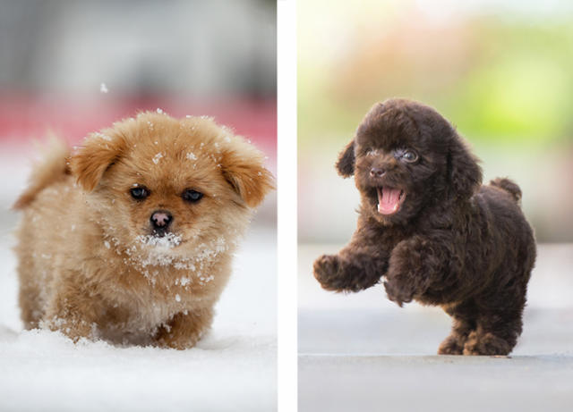 15 najlepszych ras psów miniaturowych, które warto poznać: