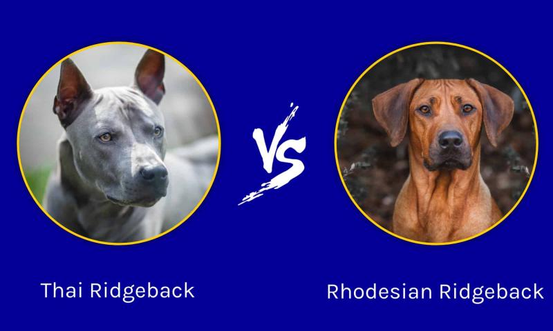Tajski vs Rhodesian Ridgeback: Porównanie ras (ze zdjęciami)
