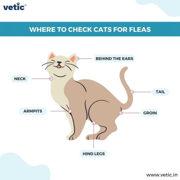 Jak uchronić kota przed pchłami: 6 skutecznych metod profilaktyki