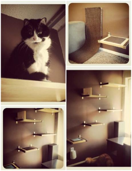 20 projektów DIY dla kota (ze zdjęciami)