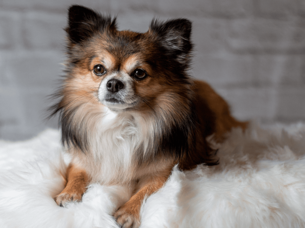 150+ imion dla psów rasy chihuahua: Śliczne i popularne pomysły 2024