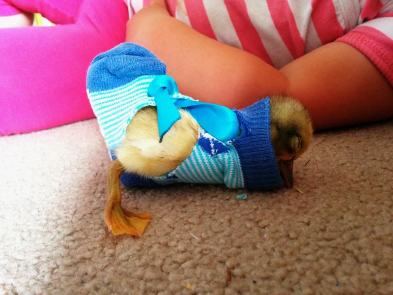 2. DIY Sock Duck Diaper autorstwa BackYard Chickens