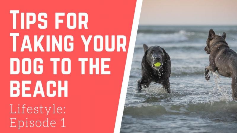 Zabieranie psa na plażę: 10 wskazówek na przyjemną i bezpieczną wycieczkę
