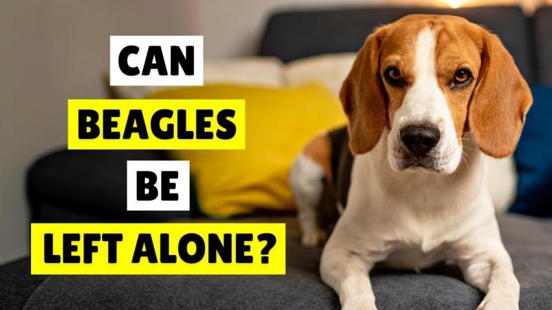 Czy mogę zostawić mojego beagle'a samego w domu? Temperament rasy i porady