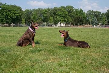 3. undefinedHumane Society of Indianapolis Dog Park: Ten park dla psów, położony tuż za Humane Society, to świetne miejsce, aby pozwolić swojemu szczeniakowi spalić trochę energii. Dzięki trawiastym obszarom i zalesionym szlakom oferuje zróżnicowane i stymulujące środowisko.