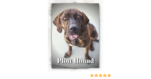 Temperament i inteligencja psa rasy Plott Hound