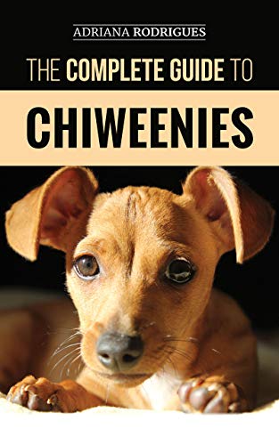 Chiweenie (mieszanka chihuahua i jamnika): Przewodnik, informacje, zdjęcia, pielęgnacja i więcej!