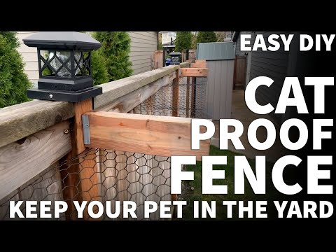 Jak zabezpieczyć ogrodzenie przed kotami: 14 metod zatwierdzonych przez weterynarza