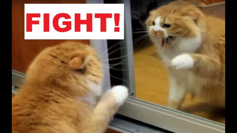 Czy koty rozpoznają się w lustrze? Reakcje i nauka