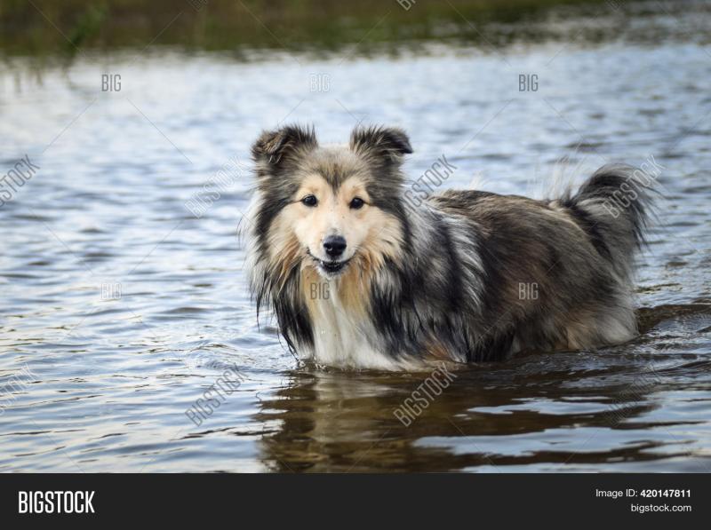 Czy sheltie lubią wodę (i czy potrafią pływać)?