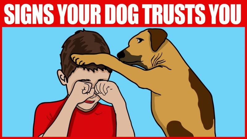 10 oznak, że pies ci ufa i cię kocha: Wyjaśnienie zachowań psów