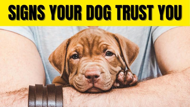10 oznak, że twój pies ci ufa i cię kocha