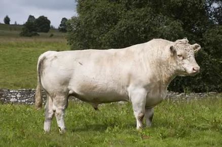 Szybkie fakty na temat bydła Whitebred Shorthorn Cattle