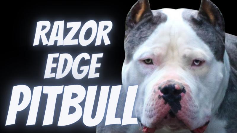 Czy Pitbulle Razor Edge są dobre dla dzieci?