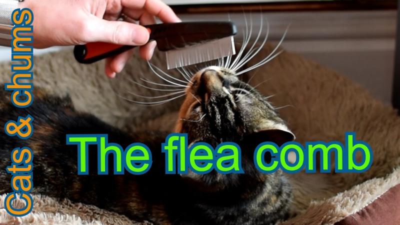 Jak używać grzebienia do wyczesywania pcheł u kota: 7 wskazówek zatwierdzonych przez weterynarza