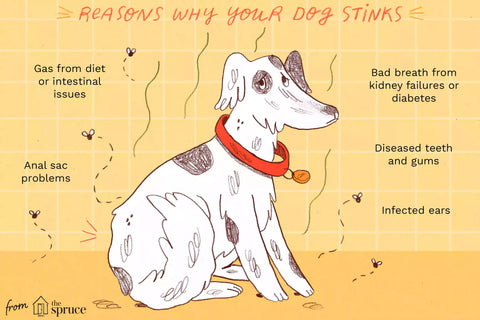 3 główne powody, dla których uwielbiasz zapach swojego psa