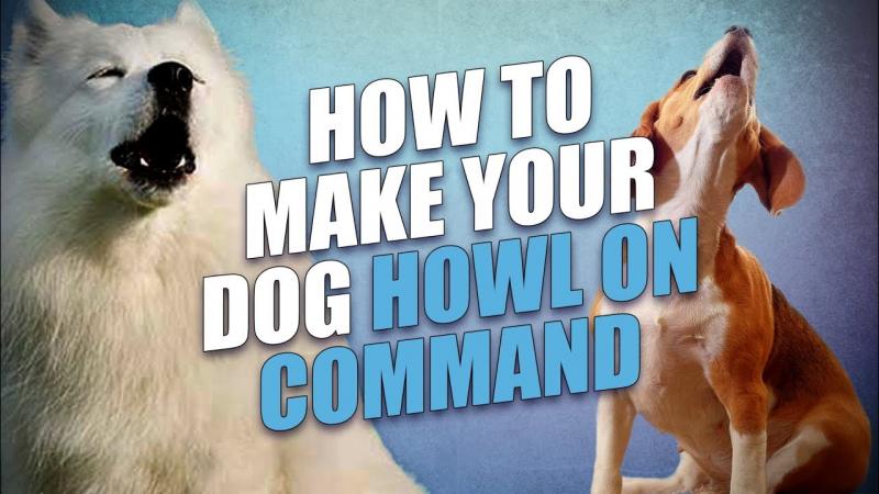 Jak nauczyć psa wyć: 5 wskazówek i trików
